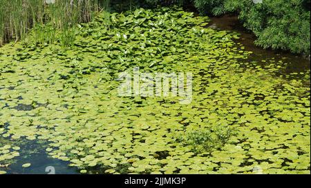 Flussrückwasser mit Blättern und Sumpfschlamm am Ufer Stockfoto