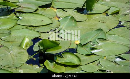 Flussrückwasser mit Blättern und Sumpfschlamm am Ufer Stockfoto