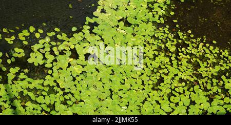 Flussrückwasser mit Blättern und Sumpfschlamm am Ufer Stockfoto