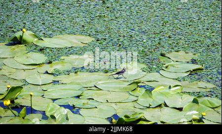 Flussrückwasser mit Blättern und Sumpfschlamm am Ufer Stockfoto