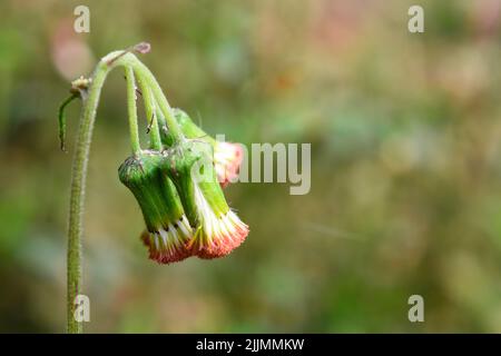 Crassocephalum crepidioides, allgemein Ebolo genannt, ist ein Unkraut, das das ganze Jahr über blüht Stockfoto