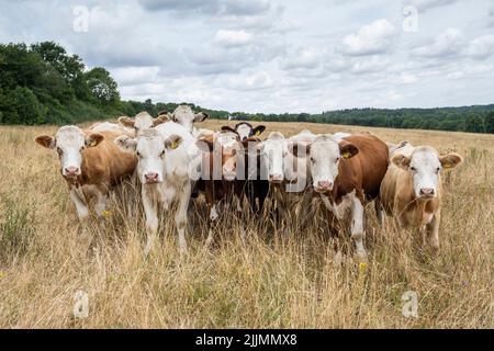 Chorleywood, Großbritannien. 27. Juli 2022. Wetter in Großbritannien – Eine Herde Rinder weidet auf einem Feld mit trockenem Gras im Chorleywood House Estate, Hertfordshire. Die National Dürre Group hat die Menschen im ganzen Land dazu aufgefordert, Wasser während der aktuellen Zeit lang andauernder Trockenheit sinnvoll zu nutzen, um die Wasserversorgung und die Umwelt zu schützen, da das Met Office mehrere weitere trockene Wochen vor sich prognostiziert, insbesondere im Süden und Osten des Landes. Rohrleitungsverbote und Dürrebefehle stehen noch aus. Kredit: Stephen Chung / Alamy Live Nachrichten Stockfoto