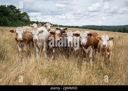 Chorleywood, Großbritannien. 27. Juli 2022. Wetter in Großbritannien – Eine Herde Rinder weidet auf einem Feld mit trockenem Gras im Chorleywood House Estate, Hertfordshire. Die National Dürre Group hat die Menschen im ganzen Land dazu aufgefordert, Wasser während der aktuellen Zeit lang andauernder Trockenheit sinnvoll zu nutzen, um die Wasserversorgung und die Umwelt zu schützen, da das Met Office mehrere weitere trockene Wochen vor sich prognostiziert, insbesondere im Süden und Osten des Landes. Rohrleitungsverbote und Dürrebefehle stehen noch aus. Kredit: Stephen Chung / Alamy Live Nachrichten Stockfoto