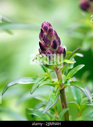 Snapdragon Flowers - Antirrhinum majus close-up sehr zart und schön Stockfoto