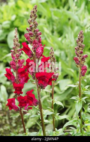 Snapdragon Flowers - Antirrhinum majus close-up sehr zart und schön Stockfoto