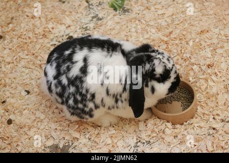 Ein schwarz-weißes Kaninchen, das Nahrung aus einer Schüssel isst Stockfoto