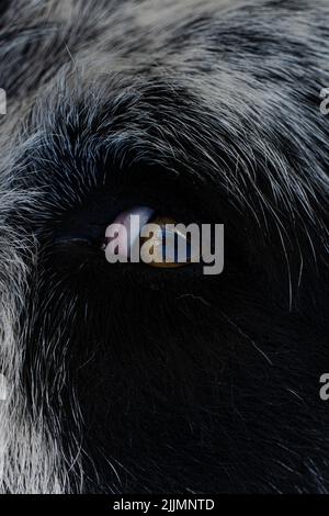 Eine Nahaufnahme eines entzückenden Hundes mit braunen Augen Stockfoto