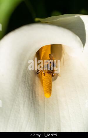 Eine vertikale Aufnahme einer Biene auf einer Calla Lilly-Blume Stockfoto