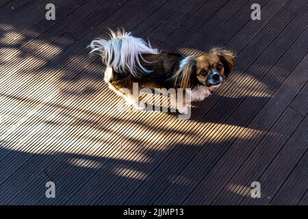 Eine Aufnahme eines Papillon-Hundes im Freien Stockfoto