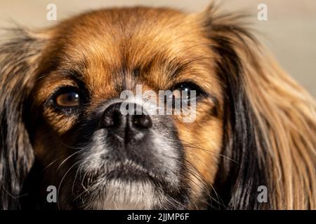 Eine Nahaufnahme eines entzückenden Hundes mit braunen Augen Stockfoto