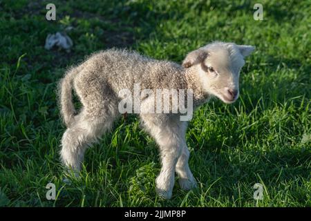 Ein süßes weißes Lamm auf dem Gras Stockfoto