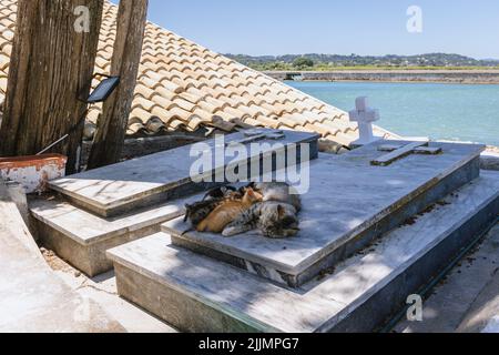 Katzen auf einem Grab im Kloster Vlacherna im Kanoni-Gebiet der Stadt Korfu auf der Insel Korfu, Ionische Inseln, Griechenland Stockfoto