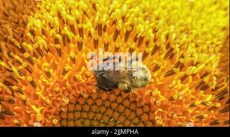 Nahaufnahme einer Biene, die auf einer großen Sonnenblume herumkriecht Stockfoto