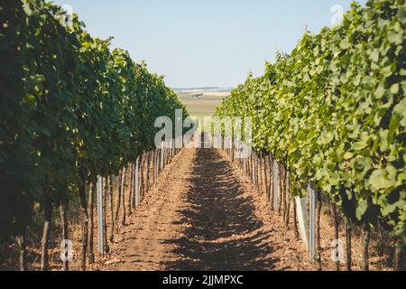 Blick auf den Weinberg bei warmem und sonnigem Wetter in der Nähe von Kyjov, Südmähren, Tschechische republik. Traubenfeld wächst für Wein. Stockfoto