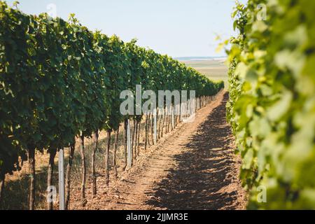 Blick auf den Weinberg bei warmem und sonnigem Wetter in der Nähe von Kyjov, Südmähren, Tschechische republik. Traubenfeld wächst für Wein. Stockfoto