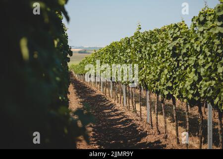 Blick auf den Weinberg bei warmem und sonnigem Wetter in der Nähe von Kyjov, Südmähren, Tschechische republik. Traubenfeld wächst für Wein. Stockfoto