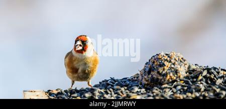 Ein europäischer Goldfinkenvögel, der auf einem Felsen auf einem verschwommenen Hintergrund steht Stockfoto