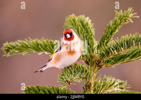 Ein europäischer Goldfinkenvögel, der auf einem Baumzweig isoliert auf einem verschwommenen Hintergrund steht Stockfoto