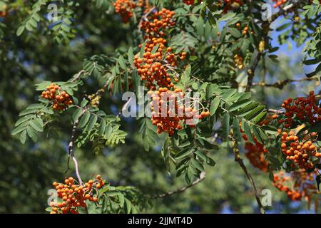 Rote Vogelbeeren auf den Ästen des Vogelbeerbaums. Stockfoto