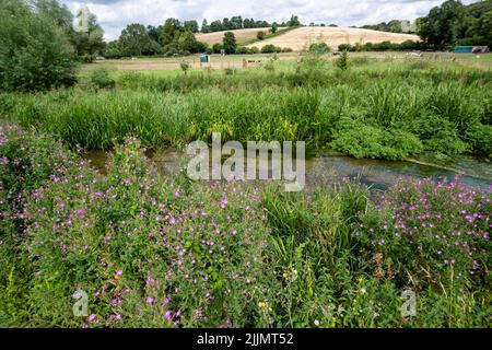 Chorleywood, Großbritannien. 27. Juli 2022. UK Weather – Ein Blick auf den River Chess in Chorleywood, Hertfordshire, einem Kreidefluss mit besonderer Bedeutung für die Tierwelt und die natürliche Umwelt. Die National Dürre Group hat die Menschen im ganzen Land dazu aufgefordert, Wasser während der aktuellen Zeit lang andauernder Trockenheit sinnvoll zu nutzen, um die Wasserversorgung und die Umwelt zu schützen, da das Met Office mehrere weitere trockene Wochen vor sich prognostiziert, insbesondere im Süden und Osten des Landes. Rohrleitungsverbote und Dürrebefehle stehen noch aus. Kredit: Stephen Chung / Alamy Live Nachrichten Stockfoto