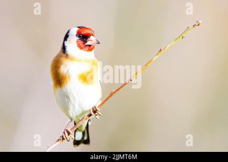 Ein flacher Fokus eines niedlichen kleinen bunten europäischen Goldfinkenvogels, der auf einem Zweig sitzt und nach links schaut Stockfoto