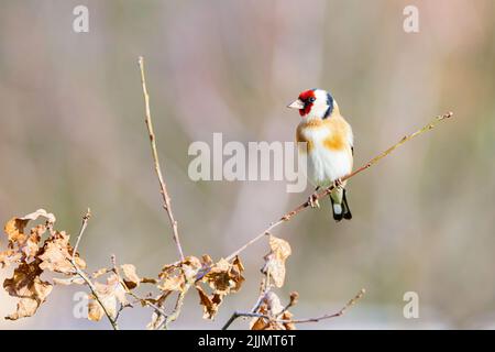 Ein europäischer Goldfinkenvögel, der auf einem Baumzweig isoliert auf einem verschwommenen Hintergrund steht Stockfoto