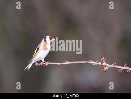 Ein europäischer Goldfinkenvögel, der auf einem Baumzweig isoliert auf einem verschwommenen Hintergrund steht Stockfoto