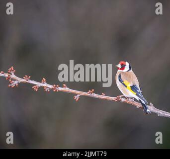 Ein europäischer Goldfinkenvögel, der auf einem Baumzweig isoliert auf einem verschwommenen Hintergrund steht Stockfoto