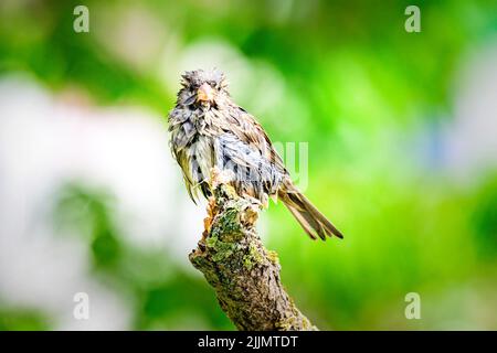 Ein flacher Fokus von einem nassen Sperling, der auf einem alten Baumzweig thront und versucht, sich im Garten mit unscharfem Hintergrund in hellem Sonnenlicht zu trocknen Stockfoto