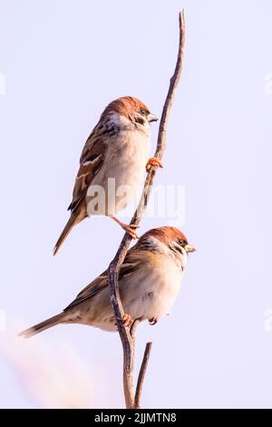 Eine Nahaufnahme von zwei eurasischen Spatzen auf einem Zweig vor einem hellen, hellen, sonnigen Himmel Stockfoto