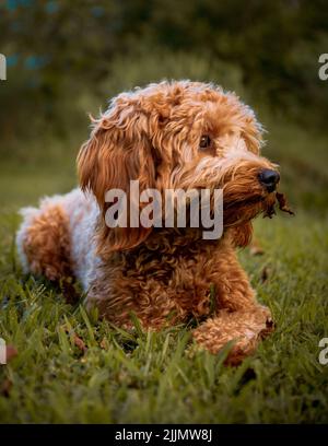 Eine vertikale Aufnahme eines Labradoodles, der auf dem Gras liegt Stockfoto