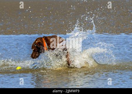 Labrador Retriever Hund spritzt und holt Tennisball in seichtem Wasser am Strand Stockfoto