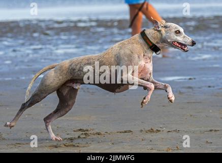 Windhund läuft schnell am Sandstrand entlang der Küste Stockfoto