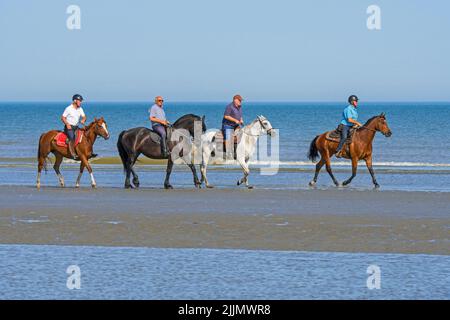 Vier ältere / ältere Reiter / Reiter reiten im Sommer am Sandstrand entlang der Nordseeküste Stockfoto