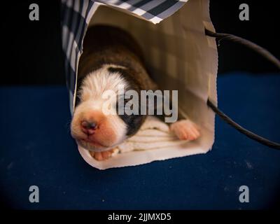 Eine Nahaufnahme eines kleinen niedlichen amerikanischen Staffordshire Terrier-Hundes, der auf einem Sack schläft Stockfoto