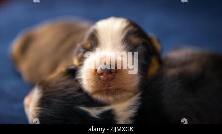 Eine Nahaufnahme von zwei amerikanischen Staffordshire Terrier Hunden, die auf einem blauen Kissen schlafen Stockfoto