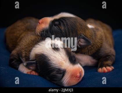 Eine Nahaufnahme von zwei amerikanischen Staffordshire Terrier Hunden, die auf einem blauen Kissen schlafen Stockfoto