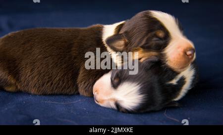 Eine Nahaufnahme von zwei amerikanischen Staffordshire Terrier Hunden, die auf einem blauen Kissen schlafen Stockfoto