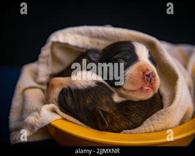 Eine Nahaufnahme von zwei amerikanischen Staffordshire Terrier Hunden, die in einem gelben Bett mit einer Decke schlafen Stockfoto