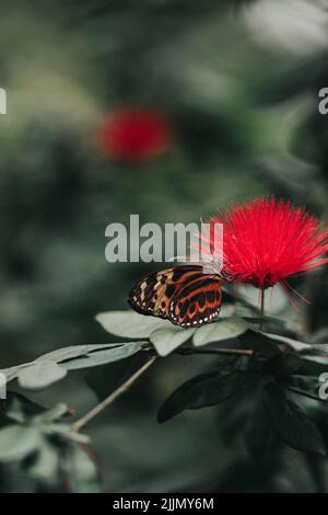 Eine selektive Fokusaufnahme des Monarchschmetterlings, der auf einer roten Blume thront Stockfoto