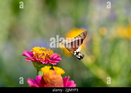 Hummingbird Hawk Moth füttert im Frühling an einer Blume Stockfoto