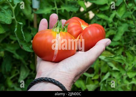 Vertikale Spaltung der Haut frisch gepflückter marmande-Tomaten durch unregelmäßiges Gießen - übermäßige Trockenperiode oder Trockenheit, gefolgt von Gießen. Stockfoto