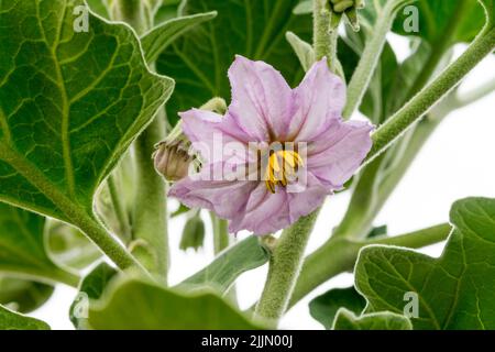 Blume auf einer 'Black Beauty' Bio Aubergine Pflanze, die im Gewächshaus wächst. Stockfoto