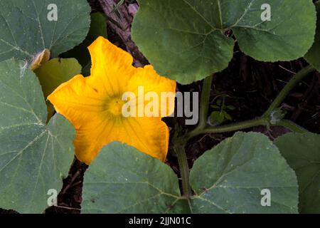 Blume auf Butternusskürbis, Cucurbita moschata, wächst in einem Gemüsegarten oder Zuteilung. Stockfoto