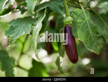 Eine violette Aubergine, die an der Pflanze hängt Stockfoto