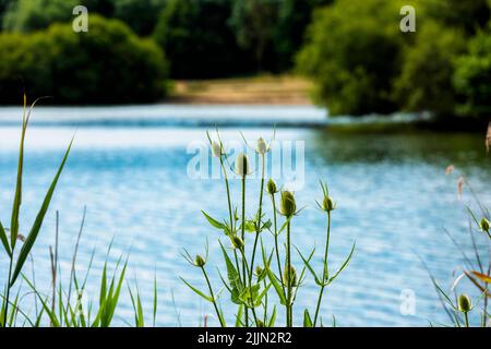Eine Thistle-Anlage rund um einen der vielen Seen im Haysden Park in Tonbridge, Kent, England Stockfoto
