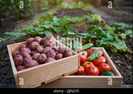 Gestapelte Holzkisten mit frisch geerntetem Bio-Gemüse auf einem landwirtschaftlichen Feld. Anbau und Ernte Stockfoto