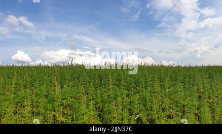 Eine wunderschöne Aufnahme von Cannabisplantagen unter dem wolkenlosen Himmel Stockfoto