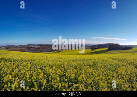 Eine malerische Aussicht auf gelbe Rapsblüten auf dem Feld unter einem blauen Himmel Stockfoto