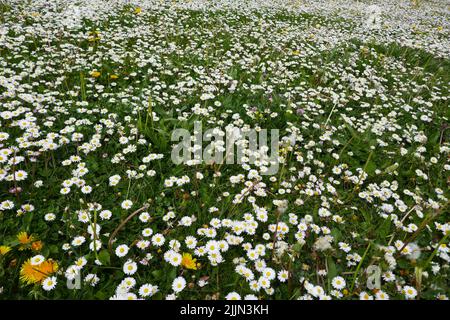 Massen von Gänseblümchen wachsen auf dieser Wiese. Mit ein paar Dandelionen Stockfoto